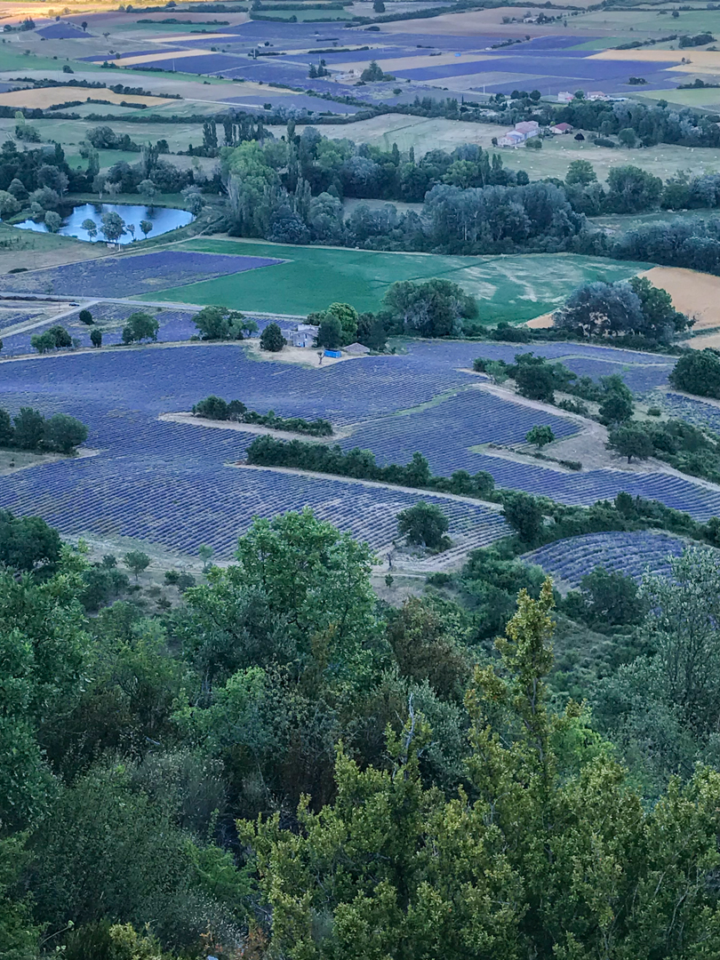 Lavender Fields at Sault